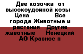 Две козочки  от высокоудойной козы › Цена ­ 20 000 - Все города Животные и растения » Другие животные   . Ненецкий АО,Красное п.